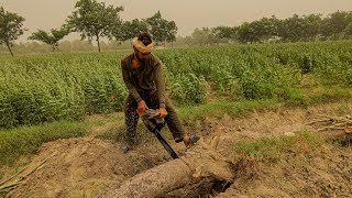 Chainsaw Challenge Cutting Trees at 45°C  ZarAuto [upl. by Suzie]