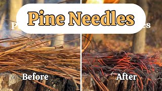 Pine Needles full burn [upl. by Ameg]