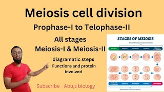 Meiosis  cell division Meiosis I and II stages of meiosis meiosis [upl. by Nelyaw322]