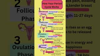 How Your Period Cycle Workstrending health [upl. by Woodhead]