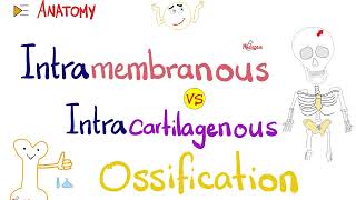 Intramembranous vs Intracartilagenous Ossification 🦴  Anatomy Series [upl. by Eadnus455]