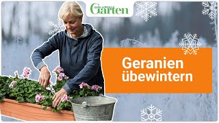 Geranien überwintern Die beste Methode [upl. by Soren]