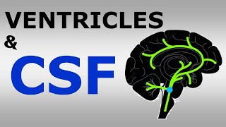 Chp16 Ventricular System and Cerebrospinal Fluid  CSF  Snells NeuroAnatomy [upl. by Mccurdy]