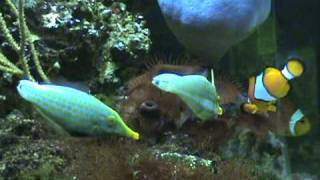 Harlequin Filefish Spawning [upl. by Daniell]