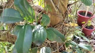 Camellia Japonica Plant Update with 🌺  Flower Bud Kerala [upl. by Htaras379]