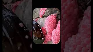 Deadly Apple Snail Eggs The Shocking Truth About Their Toxicity [upl. by Ettevi]