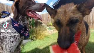 German Shepherd Shorthaired Pointer eating watermelon 🍉🤤🐶 GSP GSD puppies [upl. by Fitzhugh]