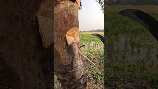 Full video of extracting date palm juice nature youtubeshorts [upl. by Adnauqal]