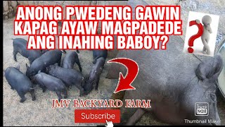 Ano ang pwedeng gawin kapag ayaw magpadede ang inahing baboy Latest update Part 2 [upl. by Eejan]