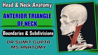 ANTERIOR TRIANGLE OF NECK  Anatomy [upl. by Pollie]