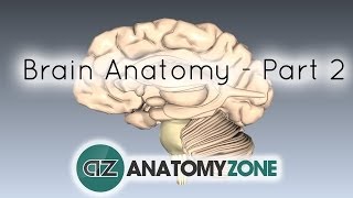 Basic Parts of the Brain  Part 2  3D Anatomy Tutorial [upl. by Parsaye]