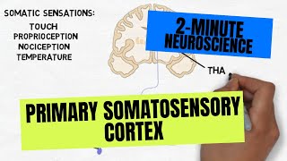 2Minute Neuroscience Primary Somatosensory Cortex [upl. by Leacock]