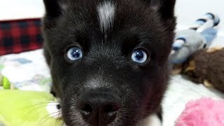 POMSKY PUPPIES Pomsky Dog Moves Into New Home Pomsky Dogs 101 [upl. by Macey422]