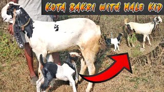 Kota Bakri Bacche Ke Saath Available  Badi Frame Ki Bakri Kota Jungle [upl. by Rollet]