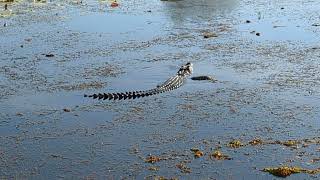 Crocodile looking for brekkie Kakadu National Park Northern Territory Australia [upl. by Litt]