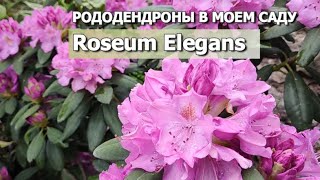 РОДОДЕНДРОНЫ В МОЕМ САДУ УХОД ВЕСНОЙ  Рододендрон Roseum Elegans [upl. by Atinauj]