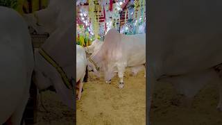 Masha Allah ❤ Biggest White Cow ❤ bakraeidspecial cow bakra mandi [upl. by Eniak]