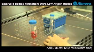 Embryoid Bodies Formation Ultra Low Attach Dishes [upl. by Enuahs]