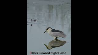 Black Crowned Night Heron Catches Fish [upl. by Lettie845]