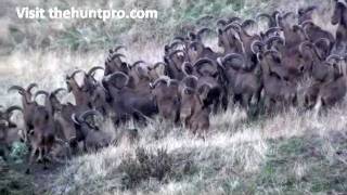 California FreeRanging Aoudad Sheep [upl. by Sparky541]