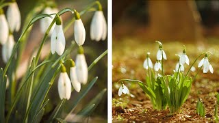 How to Plant Snowdrops Spring Garden Guide [upl. by Wales]