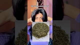 Top Best Dried Rosemary Leaves under 250rs  Rosemary For Hair Growth haircare rosemary [upl. by Neveda21]