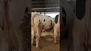 Farmingdale dairy cowlover Nicevideo dairyfarming dairyanimal [upl. by Kylen637]