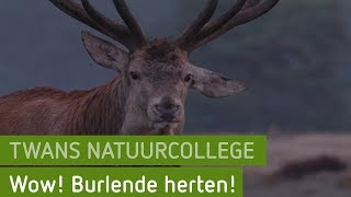 Wow Burlende herten  Twans natuurcollege [upl. by Kind]