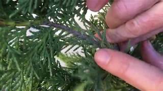 Growing Leyland Cypress Trees From Cuttings [upl. by Harrington]