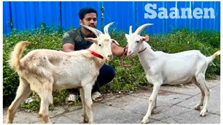 2 Top Quality Saanen Kids at Exotic Goat Farm Ghatkopar Mumbai सानेन बकरे के बच्चे [upl. by Nosille942]