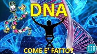 IL DNA  Cosè Comè fatto  Struttura generale di nucleotidi e legami  GENETICA FACILE  n°1 [upl. by Orabel]