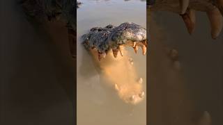 Northern Territory Crocodiles gatorland crocodile saltwatercrocodile [upl. by Euqinad631]