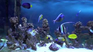 Marine Fish Community Tank [upl. by Roselani]