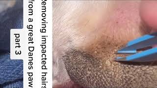 Removing impacted hairs from a great Danes paw Part 3 [upl. by Loree977]