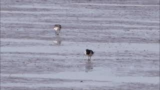 Oystercatchers on the Exe Estuary June 2021 [upl. by Mccutcheon]