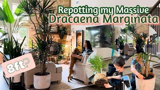 Repotting my 8ft tall DRACAENA MARGINATA  new plant [upl. by Enohsal106]