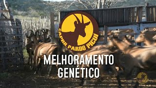 CPP► MELHORAMENTO GENÉTICO [upl. by Vale156]