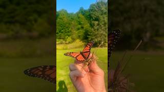 Monarch Butterfly Rescued [upl. by Erdnassac]