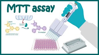 MTT assay  Cell Viability and Cytotoxicity determination using MTT assay [upl. by Nisaj]