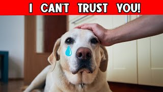 How Do Dogs Recognize a BAD PERSON 😡 and Other Amazing DOG ABILITIES EXPLAINED [upl. by Brower]