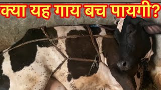 Retention of placenta l Cow near to death l Toxemia in cow l dr umar khan [upl. by Ogawa]