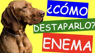 EL MEJOR LAXANTE para Estreñimiento y ENEMA en Perros [upl. by Nogaem]