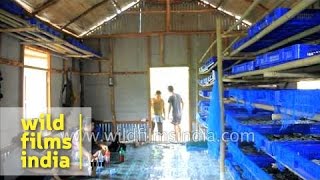 Rearing of silkworms for production of raw silk  Mizoram [upl. by Gillmore319]