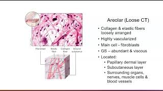 4 Connective Tissue Proper [upl. by Nivanod]