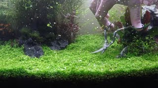 Planted Tank  Carpet trimming  Monte Carlo  Dwarf Hairgrass [upl. by Dias]