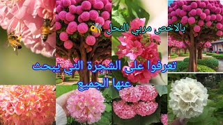 شجرة الدومبيا أو الثريا dombeya أو اجراس الزفاف او العروس رحيقية جاذبة للنحل 🐝 فائقة الجمال مبرهرة [upl. by Lytton]