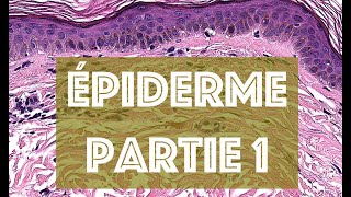 LEPIDERME partie 1  HISTOLOGIE [upl. by Atikaj]