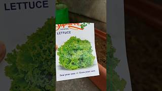 How to grow lettuce seeds ਪੱਤਿਆਂ ਵਾਲਾ ਸਲਾਦ ਉਗਾਉ ਗਮਲੇ ਵਿੱਚ।lettucegrow kitchengardning [upl. by Crowns938]