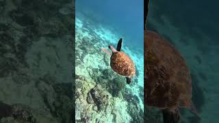 Snorkel or Freedive Flinders Reef Departing from Mooloolaba in the Sunshine Coast [upl. by Ellenad270]