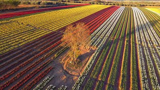 Champ de tulipes dans les Alpes de HauteProvence [upl. by Love]